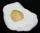 Lovenia Sea Urchin Fossil - Beaumaris, Australia #22164-1